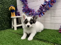 Turner, a male Chihuahua for sale in Osage Beach, MO – 1 of 2