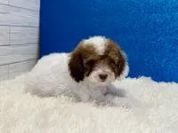 Ford, a male Poodle - Toy  for sale in Osage Beach, MO – 2 of 5