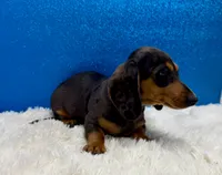 Will, a male Miniature Dachshund for sale in Osage Beach, MO – 7 of 8