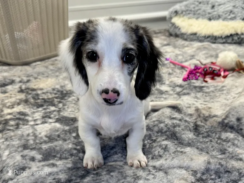 Sansel – Miniature Dachshund puppy for sale in Osage Beach, MO
