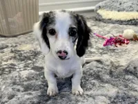Sansel, a female Miniature Dachshund for sale in Osage Beach, MO – 1 of 6