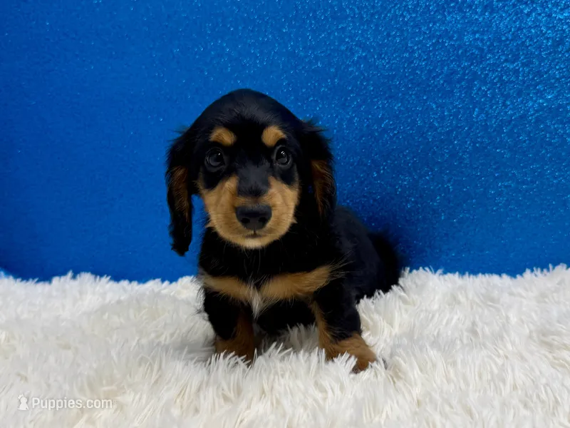 Pistol – Miniature Dachshund puppy for sale in Osage Beach, MO