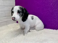 Sansel, a female Miniature Dachshund for sale in Osage Beach, MO – 5 of 6