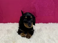 Phoebe, a female Miniature Dachshund for sale in Osage Beach, MO – 2 of 3