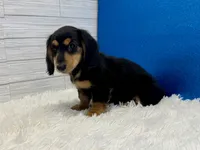 Sturgis, a male Miniature Dachshund for sale in Osage Beach, MO – 2 of 4