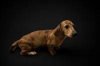 Jack, a male Miniature Dachshund for sale in Osage Beach, MO – 3 of 3