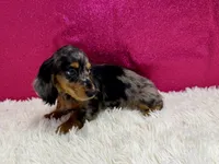 Poke, a female Miniature Dachshund for sale in Osage Beach, MO – 2 of 4
