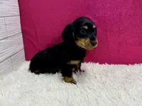 Penelope , a female Miniature Dachshund for sale in Osage Beach, MO – 3 of 3