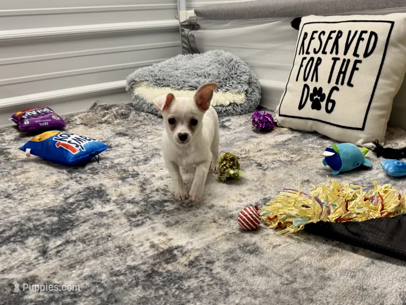 Tony – Chihuahua puppy for sale in Osage Beach, MO