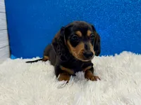 Will, a male Miniature Dachshund for sale in Osage Beach, MO – 4 of 8