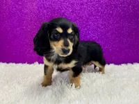 Sunni, a female Miniature Dachshund for sale in Osage Beach, MO – 2 of 4