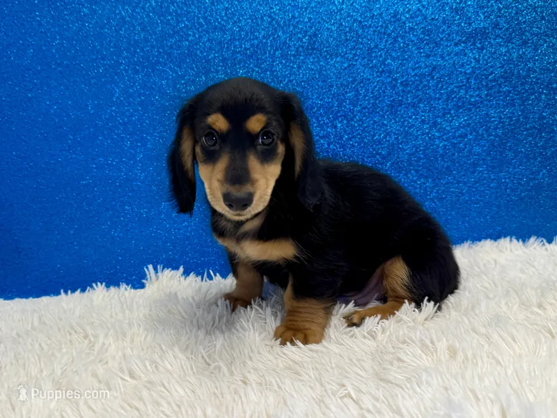 Sturgis – Miniature Dachshund puppy for sale in Osage Beach, MO