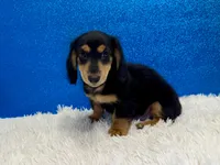 Sturgis, a male Miniature Dachshund for sale in Osage Beach, MO – 1 of 4