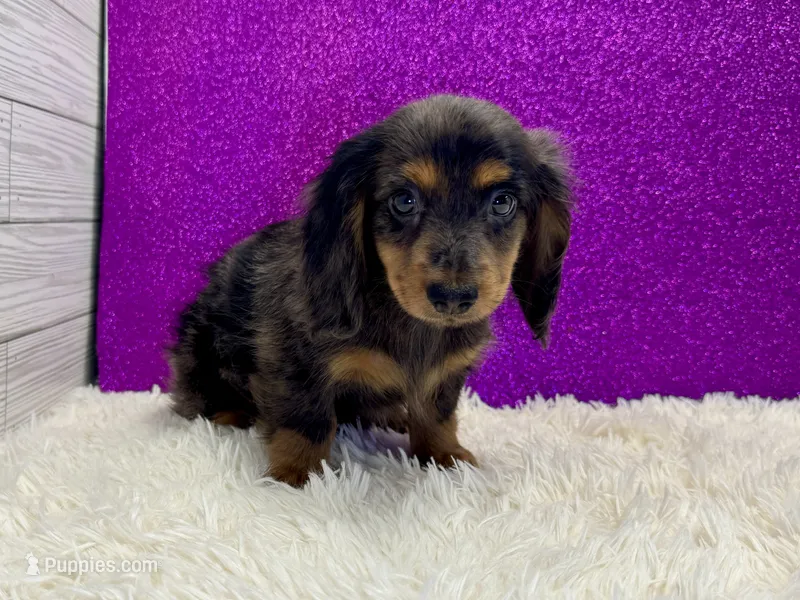 Wisty – Miniature Dachshund puppy for sale in Osage Beach, MO