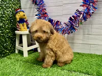 Newt, a male Poodle - Toy  for sale in Osage Beach, MO – 2 of 4