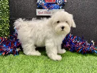 Kenny, a male Maltese for sale in Osage Beach, MO – 5 of 5