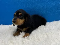 Pistol, a male Miniature Dachshund for sale in Osage Beach, MO – 2 of 4