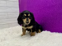 Sunni, a female Miniature Dachshund for sale in Osage Beach, MO – 1 of 4