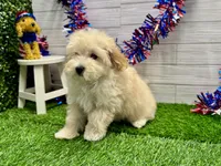 Marko, a male Maltipoo for sale in Osage Beach, MO – 3 of 4