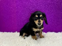 Sunni, a female Miniature Dachshund for sale in Osage Beach, MO – 4 of 4