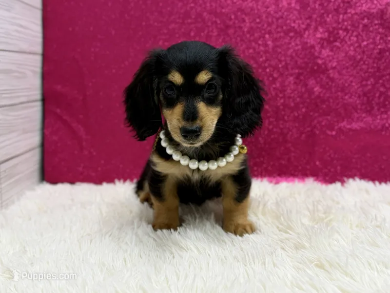 Sunni – Miniature Dachshund puppy for sale in Osage Beach, MO