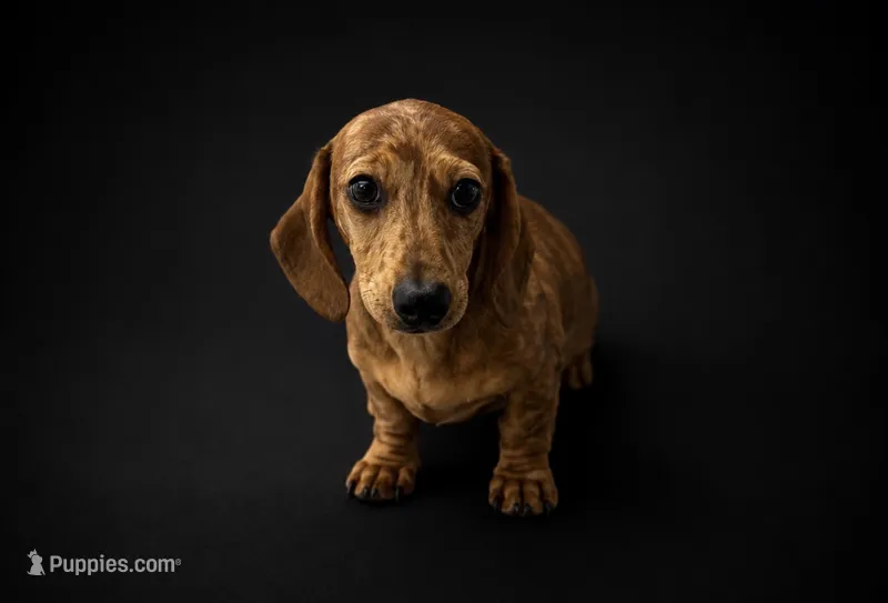 Jack – Miniature Dachshund puppy for sale in Osage Beach, MO