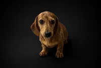 Jack, a male Miniature Dachshund for sale in Osage Beach, MO – 1 of 3