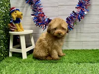 Newt, a male Poodle - Toy  for sale in Osage Beach, MO – 3 of 4