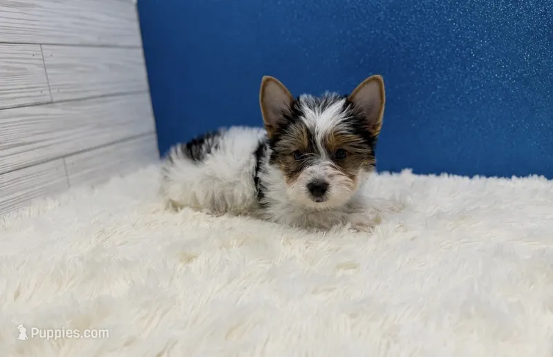 Dean – Yorkshire Terrier puppy for sale in Osage Beach, MO