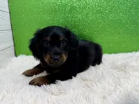 Zazu, a male Miniature Dachshund for sale in Osage Beach, MO – 3 of 4