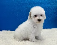Volt, a male Poodle - Toy  for sale in Osage Beach, MO – 3 of 3