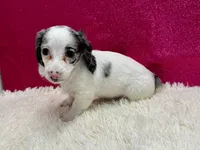 Sansel, a female Miniature Dachshund for sale in Osage Beach, MO – 3 of 5
