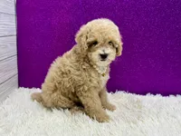 Vanna, a female Poodle - Toy  for sale in Osage Beach, MO – 3 of 3