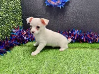 Tony, a male Chihuahua for sale in Osage Beach, MO – 5 of 5