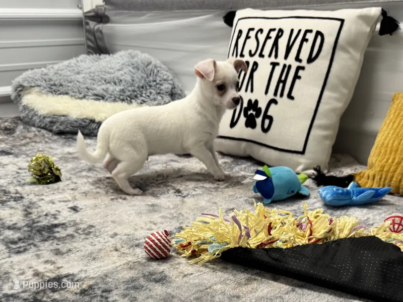 Tony – Chihuahua puppy for sale in Osage Beach, MO