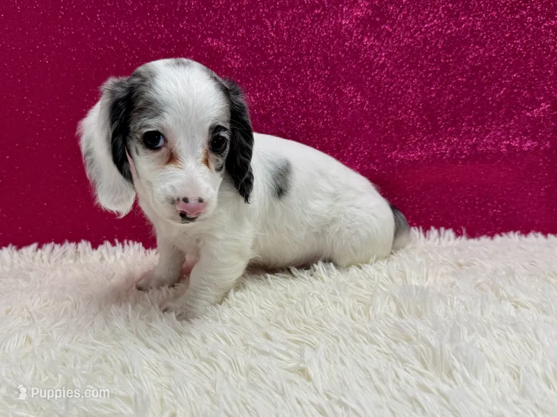 Sansel – Miniature Dachshund puppy for sale in Osage Beach, MO