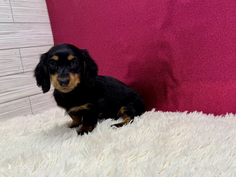 Penelope  – Miniature Dachshund puppy for sale in Osage Beach, MO