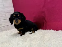 Penelope , a female Miniature Dachshund for sale in Osage Beach, MO – 1 of 3