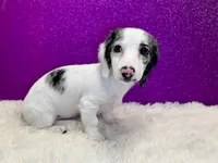 Sansel, a female Miniature Dachshund for sale in Osage Beach, MO – 3 of 6