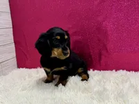 Penelope , a female Miniature Dachshund for sale in Osage Beach, MO – 2 of 3