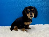Sturgis, a male Miniature Dachshund for sale in Osage Beach, MO – 8 of 8