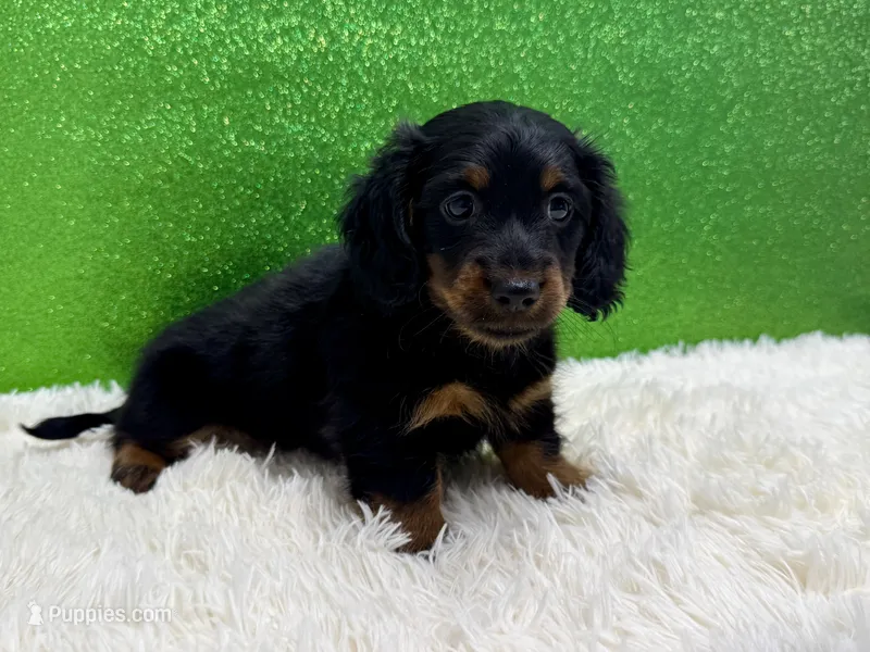 Zazu – Miniature Dachshund puppy for sale in Osage Beach, MO