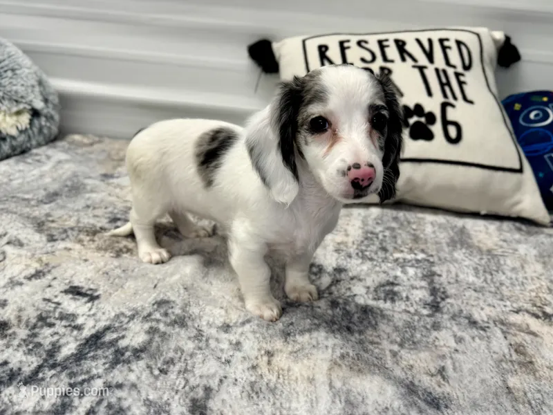 Sansel – Miniature Dachshund puppy for sale in Osage Beach, MO