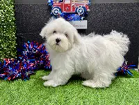 Kenny, a male Maltese for sale in Osage Beach, MO – 3 of 5