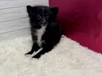 Aimee, a female Pomeranian for sale in Osage Beach, MO – 3 of 4