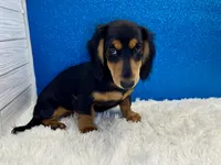 Sturgis, a male Miniature Dachshund for sale in Osage Beach, MO – 3 of 8