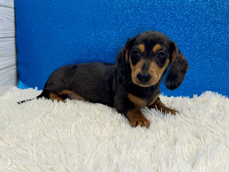 Will – Miniature Dachshund puppy for sale in Osage Beach, MO