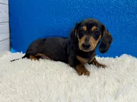 Will, a male Miniature Dachshund for sale in Osage Beach, MO – 1 of 8