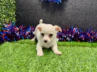 Tony, a male Chihuahua for sale in Osage Beach, MO – 3 of 5