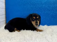 Sturgis, a male Miniature Dachshund for sale in Osage Beach, MO – 3 of 4